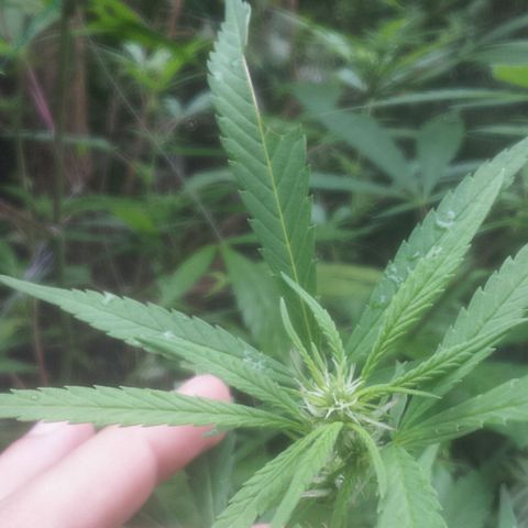 Dallikush growlog photo: Mês de janeiro de muita chuva todos os dias chuva .