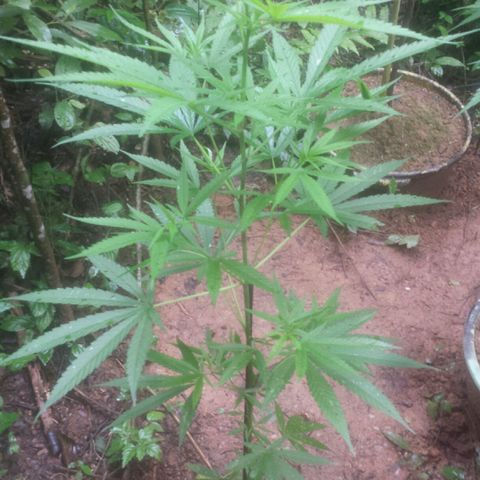 Dallikush growlog photo: Ótimo desenvolvimento. Janeiro mês de muita chuva porém calor e abafado .