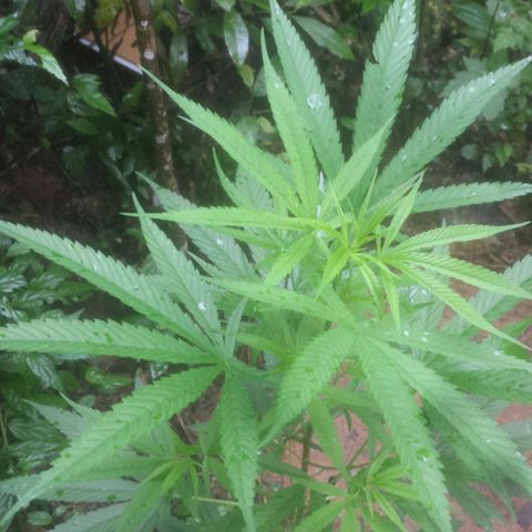 Dallikush growlog photo: Ótimo desenvolvimento. Janeiro mês de muita chuva porém calor e abafado .