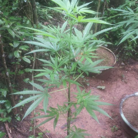 Dallikush growlog photo: Ótimo desenvolvimento. Janeiro mês de muita chuva porém calor e abafado .
