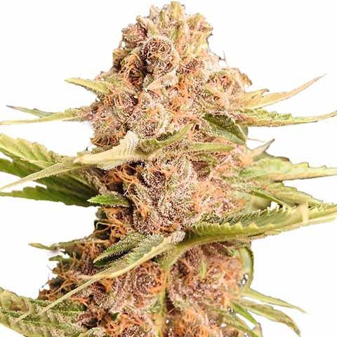 Girl Scout Cookies Extreme 🍪 10gal growlog photo