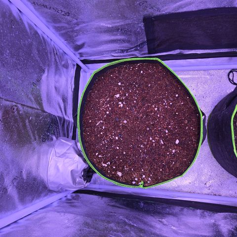 Girl Scout Cookies Extreme 🍪 10gal growlog photo