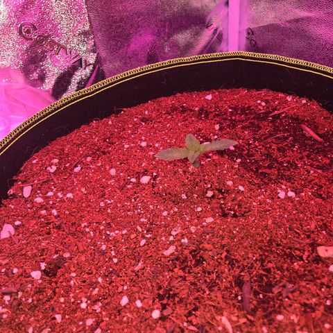 Girl Scout Cookies Extreme 🍪 10gal growlog photo