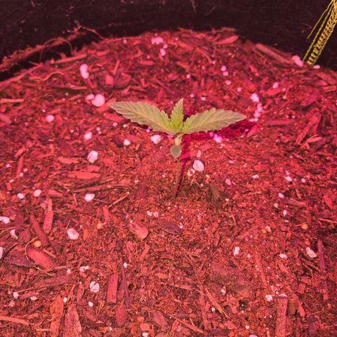 Gold Leaf 🎗 10 gal growlog timeline photo