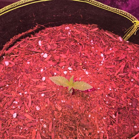 Gold Leaf 🎗 10 gal growlog timeline photo