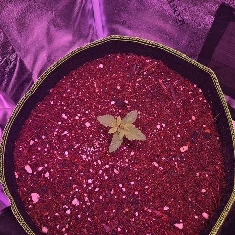 Girl Scout Cookies Extreme 🍪 10gal growlog timeline photo