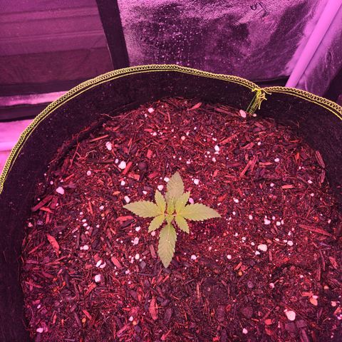 Gold Leaf 🎗 10 gal growlog timeline photo