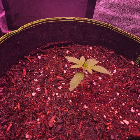 Gold Leaf 🎗 10 gal growlog timeline photo