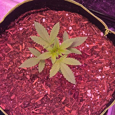 Gold Leaf 🎗 10 gal growlog timeline photo