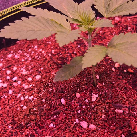 Girl Scout Cookies Extreme 🍪 10gal growlog timeline photo