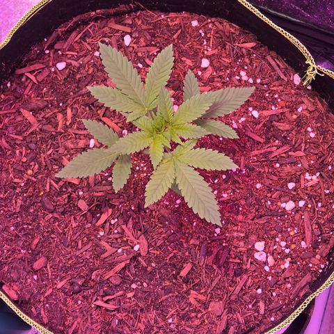 Gold Leaf 🎗 10 gal growlog timeline photo