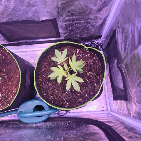 Gold Leaf 🎗 10 gal growlog timeline photo