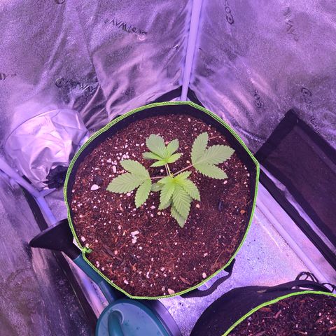 Girl Scout Cookies Extreme 🍪 10gal growlog timeline photo