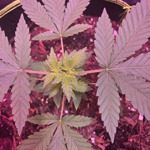 Gold Leaf 🎗 10 gal growlog timeline photo