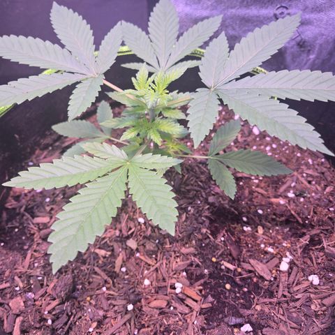 Gold Leaf 🎗 10 gal growlog timeline photo