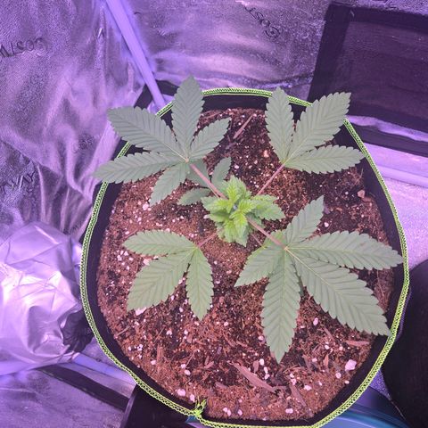 Girl Scout Cookies Extreme 🍪 10gal growlog timeline photo