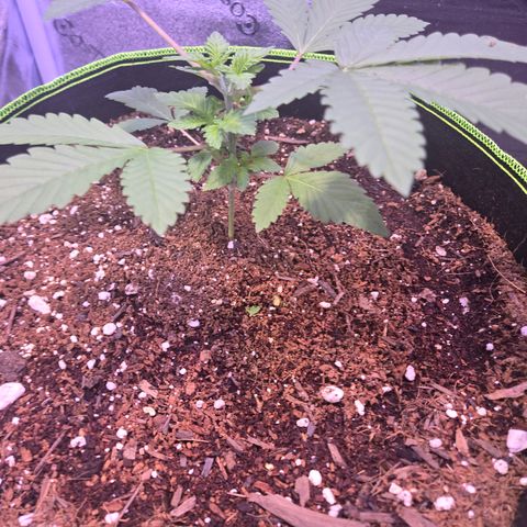 Girl Scout Cookies Extreme 🍪 10gal growlog timeline photo