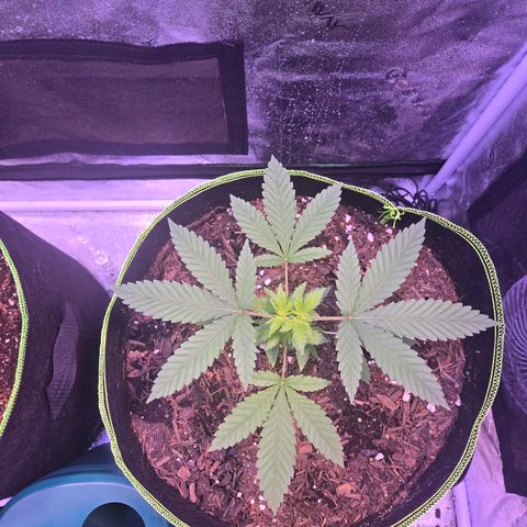 Gold Leaf 🎗 10 gal growlog timeline photo
