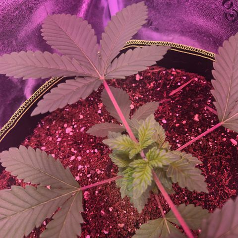 Girl Scout Cookies Extreme 🍪 10gal growlog timeline photo