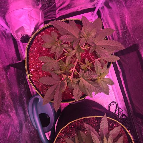 Girl Scout Cookies Extreme 🍪 10gal growlog timeline photo