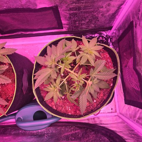 Gold Leaf 🎗 10 gal growlog timeline photo