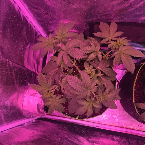 Girl Scout Cookies Extreme 🍪 10gal growlog timeline photo