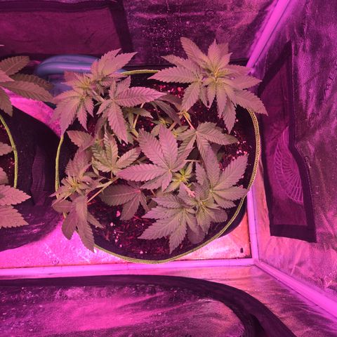 Gold Leaf 🎗 10 gal growlog timeline photo