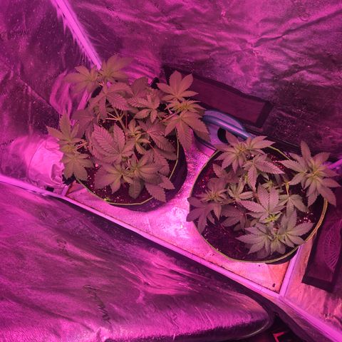 Gold Leaf 🎗 10 gal growlog timeline photo