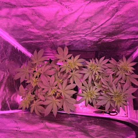 Gold Leaf 🎗 10 gal growlog timeline photo