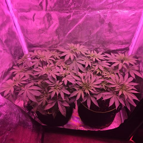 Gold Leaf 🎗 10 gal growlog timeline photo