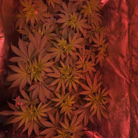 Gold Leaf 🎗 10 gal growlog timeline photo