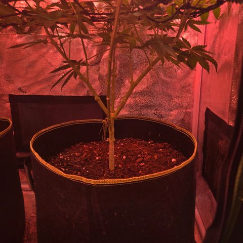Gold Leaf 🎗 10 gal growlog timeline photo