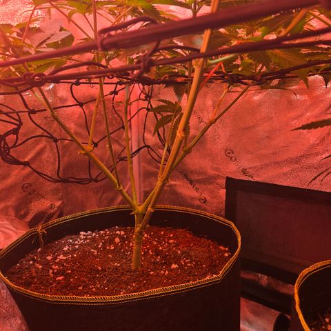 Girl Scout Cookies Extreme 🍪 10gal growlog timeline photo