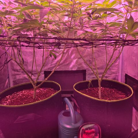 Girl Scout Cookies Extreme 🍪 10gal growlog timeline photo