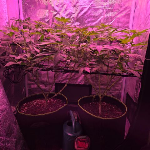 Girl Scout Cookies Extreme 🍪 10gal growlog timeline photo