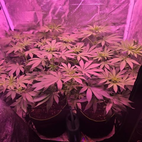 Gold Leaf 🎗 10 gal growlog timeline photo