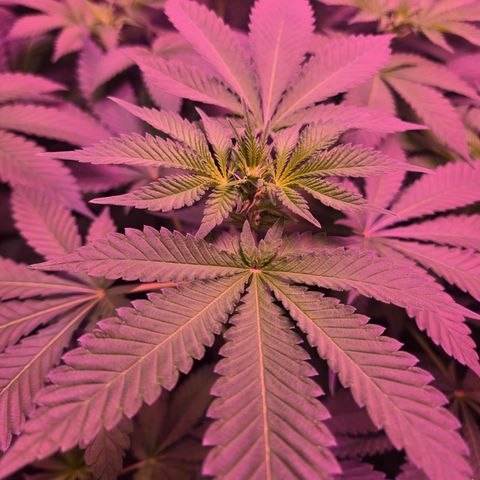 Girl Scout Cookies Extreme 🍪 10gal growlog timeline photo