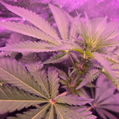 Gold Leaf 🎗 10 gal growlog timeline photo