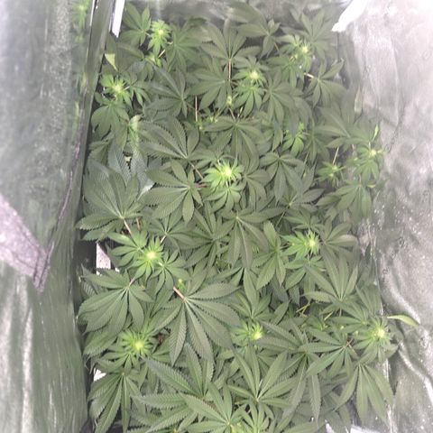 Girl Scout Cookies Extreme 🍪 10gal growlog timeline photo