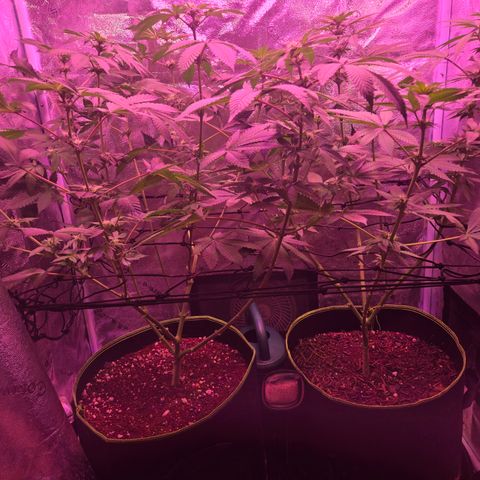 Girl Scout Cookies Extreme 🍪 10gal growlog timeline photo