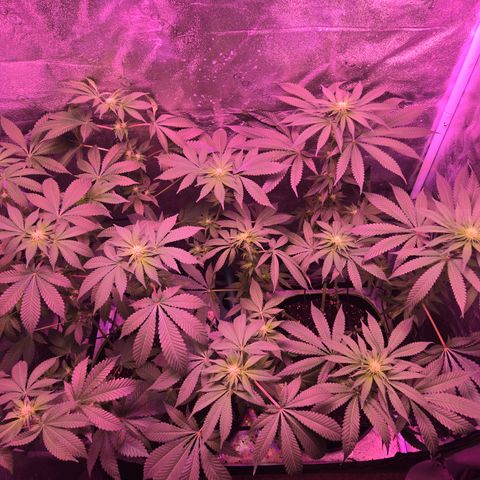 Girl Scout Cookies Extreme 🍪 10gal growlog timeline photo