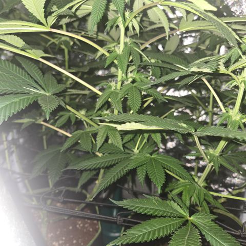Gold Leaf 🎗 10 gal growlog timeline photo
