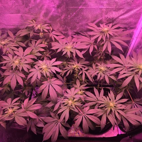 Gold Leaf 🎗 10 gal growlog timeline photo