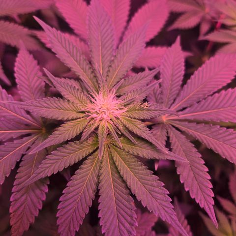 Girl Scout Cookies Extreme 🍪 10gal growlog timeline photo