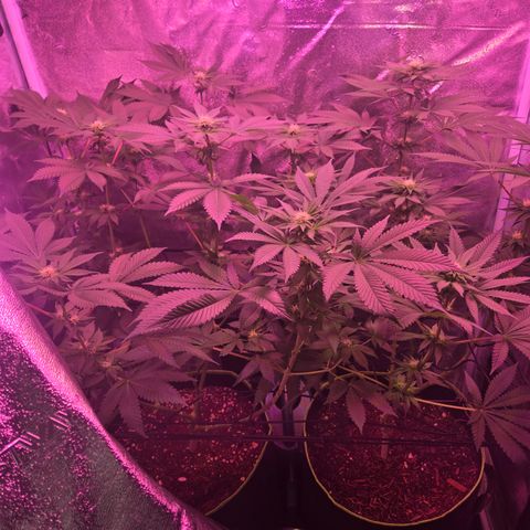 Girl Scout Cookies Extreme 🍪 10gal growlog timeline photo