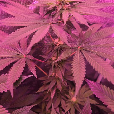 Gold Leaf 🎗 10 gal growlog timeline photo