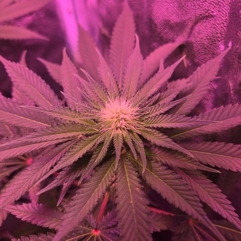 Gold Leaf 🎗 10 gal growlog timeline photo
