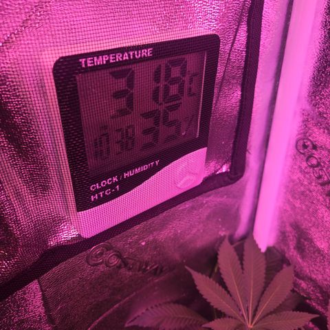 Gold Leaf 🎗 10 gal growlog timeline photo