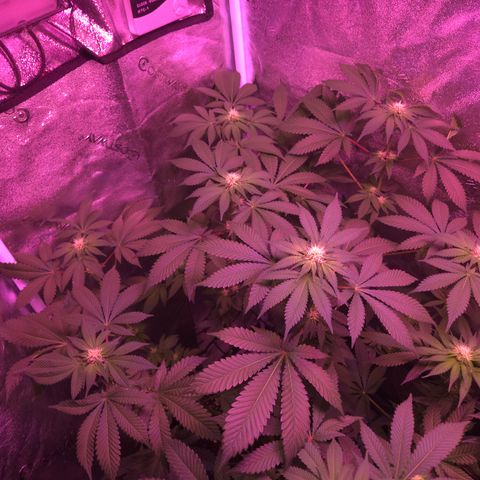 Girl Scout Cookies Extreme 🍪 10gal growlog timeline photo