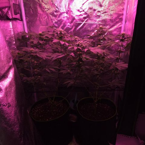 Girl Scout Cookies Extreme 🍪 10gal growlog timeline photo
